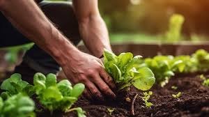 Agriculture