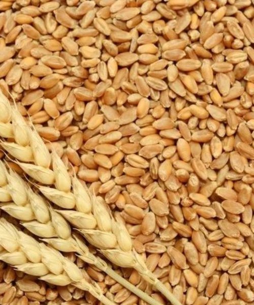 Wheat